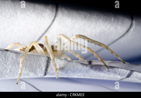 Anyphaena accentuata Buzzing Spider hiding in a piece of ruled paper Stock Photo