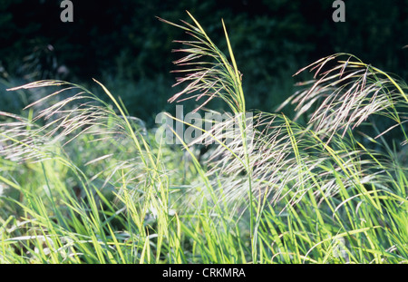 Brome Grass (Bromus) - Great Basin Seeds