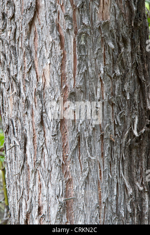 Chilean Incense-cedar (Austrocedrus chilensis) close-up of trunk Lago Puelo National Park Chubut Prov. Argentina South America Stock Photo