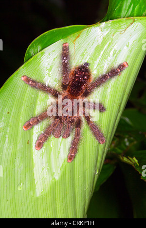 Tarantula on a leaf in the rainforest understory, Ecuador Stock Photo