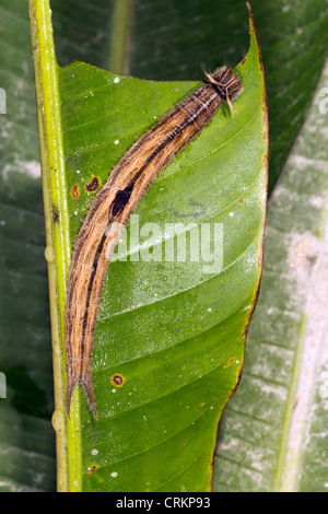 Owl butterfly (Caligo sp.) larva, feeding on a Heliconia leaf in rainforest, Ecuador Stock Photo