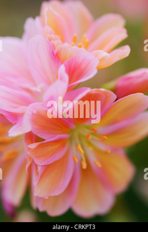 Lewisia Cotyledon Hybrids, Lewisia Stock Photo