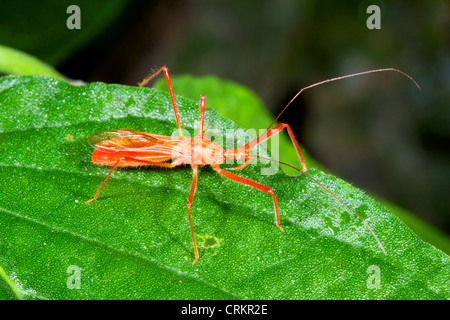 Assassin Bug. On a leaf in rainforest, Ecuador Stock Photo