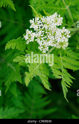 Small white flowers on fern-like green leaves of the culinary herb Myrrhis odorata, Sweet cicely, Stock Photo