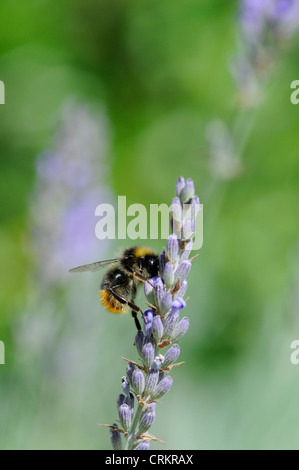 Lavandula augustifolia, Lavender Stock Photo