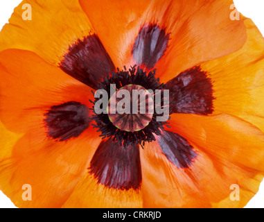 Papaver orientale, Poppy, Oriental poppy Stock Photo