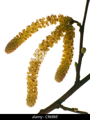 Corylus avellana, Hazel, Cob-nut Stock Photo