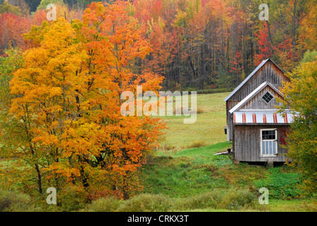 Sugar Maple house with barn from behind in fall, Vermont, USA Stock Photo