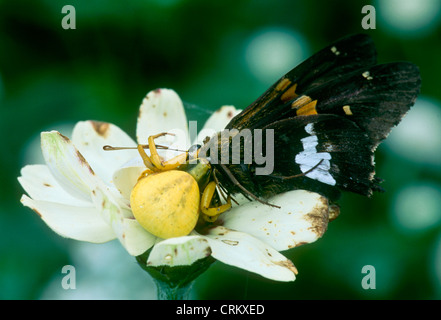 Crab spider catches Silver-spotted Skipper butterfly (Epargyreus Clarus) while hiding in flower, Missouri USA Stock Photo