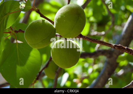 Three green apricots (Prunus armeniaca) ripening on the tree, Loveland, Colorado USA Stock Photo