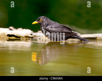 Male common blackbird bathing Stock Photo