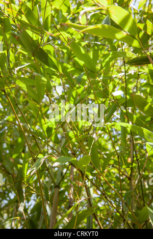 Chusquea gigantea syn. C. Breviglumis Bamboo Stock Photo