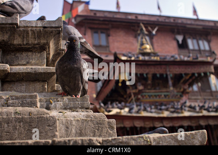 Katmandu, temple complex. Pictured in Asia, Nepal, Katmandu on March 30, 2011. (CTK Photo/David Tesinsky) Stock Photo