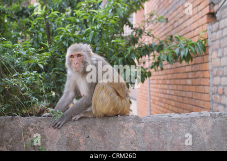 Katmandu, temple complex, ape. Pictured in Asia, Nepal, Katmandu on March 30, 2011. (CTK Photo/David Tesinsky) Stock Photo