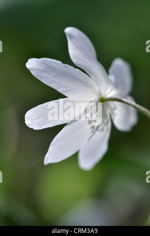 wood anemone nemorosa woodland wild flower spring Stock Photo