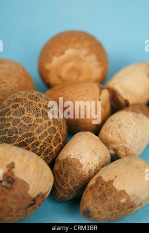 Areca nut, also known as Betel nut, has a bitter and tangy taste. It is often chewed in combination with the leaves of Betel tobacco and calcium oxide (lime) by elderly people in south eastern Asia, largely the main cause of oral cancer in the region Stock Photo