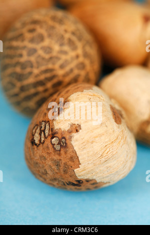 Areca nut, also known as Betel nut, has a bitter and tangy taste. It is often chewed in combination with the leaves of Betel tobacco and calcium oxide (lime) by elderly people in south eastern Asia, largely the main cause of oral cancer in the region Stock Photo