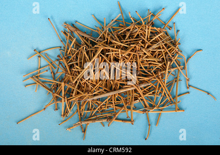 Ephedra has been used in traditional Chinese medicine for 5,000 years to treat asthma, hay fever and cold; in recent years the safety of ephedra-containing dietary supplements has been questioned in the US. Stock Photo