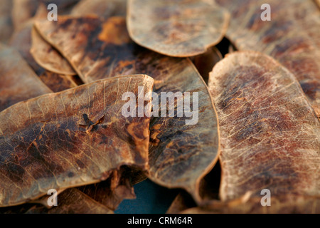 Senna pods are most often prepared as an infusion as a laxative and in dietaries such as tea Stock Photo