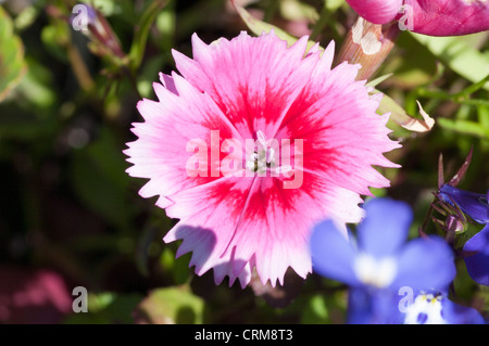 Dianthus Garden Pinks Stock Photo