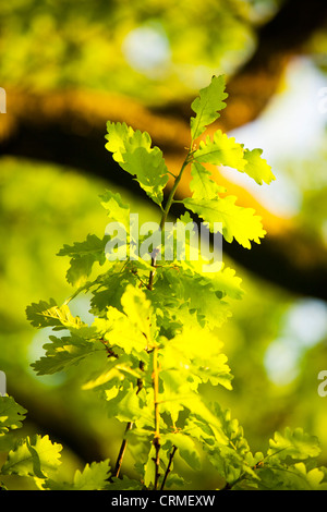 An Oak Woodland In Spring In Ambleside Uk Stock Photo - Alamy