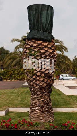 A palm tree netted to protect it from attack by Red Palm Weevil in a public park in Sicily, Italy. This widespread pest destroys young palm trees Stock Photo