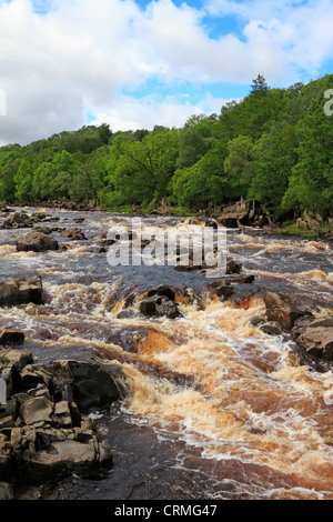 River Tees above High Force waterfall after heavy rain near Middleton in Teesdale, County Durham, England, UK. Stock Photo