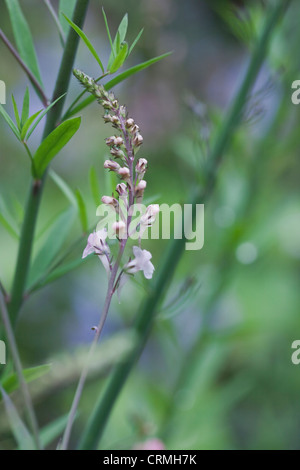 Light pink, tall summer herbaceous perennial, Linaria purpurea 'Canon Went', (Toadflax), June Stock Photo