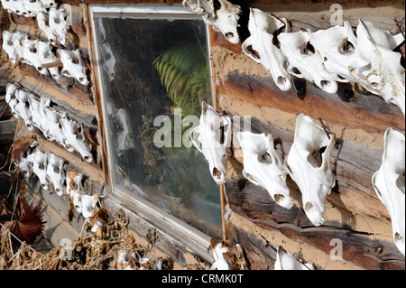 Hunting trophies or skulls on wall of log cabin in Wiseman, Dalton Highway, Alaska, US Stock Photo