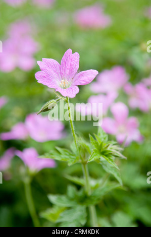 Pink geranium flowers with out of focus flowers in the background.  They are also known as cranesbills. Stock Photo