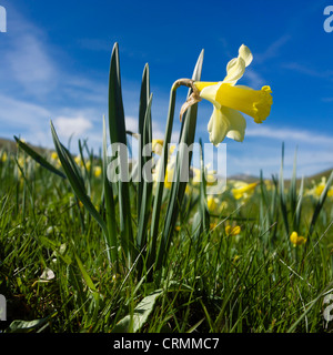 Daffodils - Narcissus pseudonarcissus - in a meadow in the spring season Stock Photo