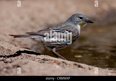 Yellow-rumped Warbler (Setophaga coronata) female Audubon's (auduboni) drinking from a pond at Cabin Lake, Oregon, USA in June Stock Photo