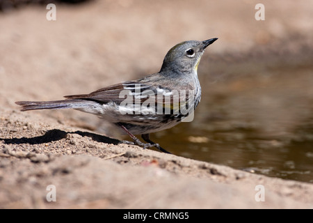 Yellow-rumped Warbler (Setophaga coronata) female Audubon's (auduboni) drinking from a pond at Cabin Lake, Oregon, USA in June Stock Photo