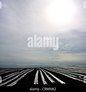 Plastic sheeting on young shoots in a field Stock Photo