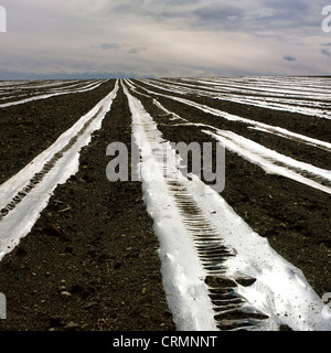 Plastic sheeting on young shoots in a field Stock Photo