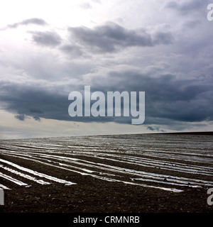 Plastic sheeting on young shoots in a field Stock Photo