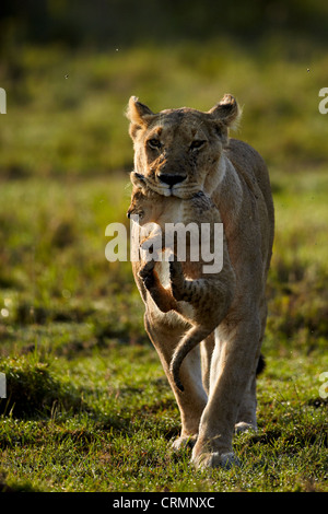 Lioness carrying a cub in the Masai Mara, Kenya
