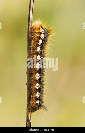 Drinker Moth Caterpillar (Euthrix potatoria) Stock Photo