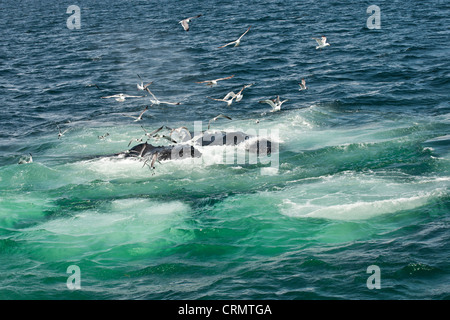 Humpback Whales Feeding (Megaptera novaeangliae) Stock Photo