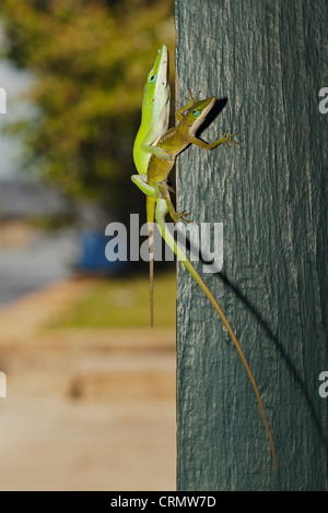 Green Anoles mating on post Stock Photo