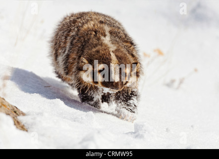 American Badger running in snow at Yellowstone National Park, Wyoming Stock Photo