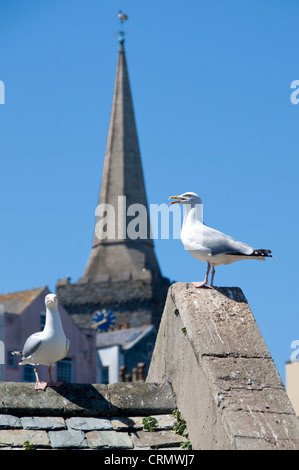 Seagulls on rooftop with spire of St Mary's Church in background Tenby Pembrokeshire West Wales UK Stock Photo