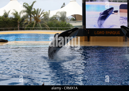 Orca (Killer Whale) jumping out the water at Loro Parque Stock Photo