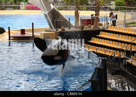 Orca (Killer Whale) jumping out the water at Loro Parque Stock Photo