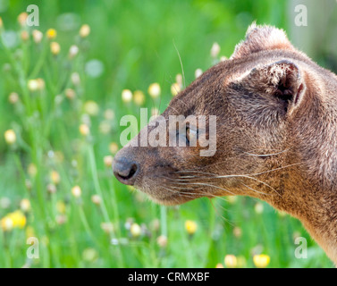 Male fossa Stock Photo