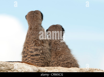 Meerkats sitting staring at sky Stock Photo