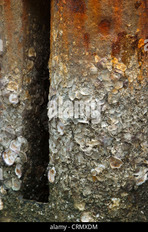 Barnacle adhesion on steel poles with rust Stock Photo - Alamy