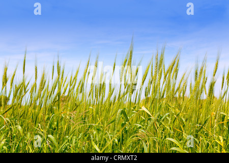 Balearic green wheat field in Formentera island under blue sky Stock Photo