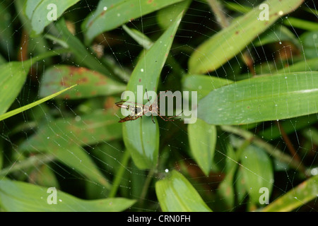 Small orb spider (spiny) waits patiently on it's web. After each rain storm the spiders rebuild their damaged webs. They move by using thread in wind Stock Photo