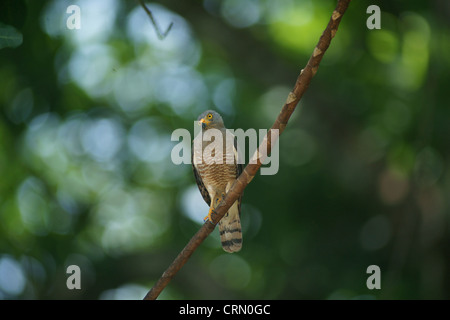 Roadside Hawk Buteo Magnirostris Stock Photo